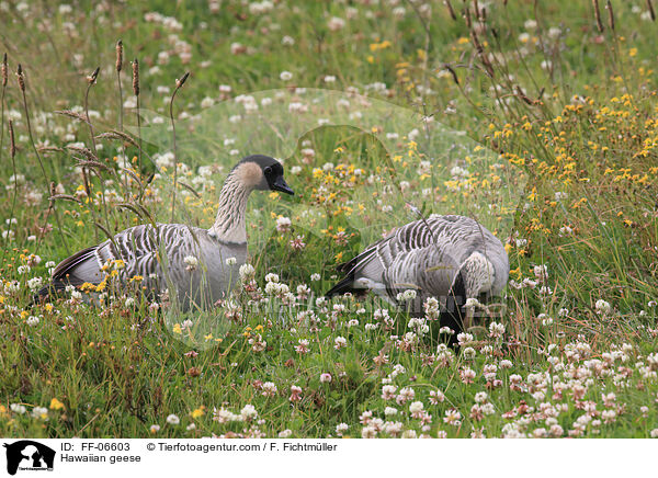 Hawaiian geese / FF-06603