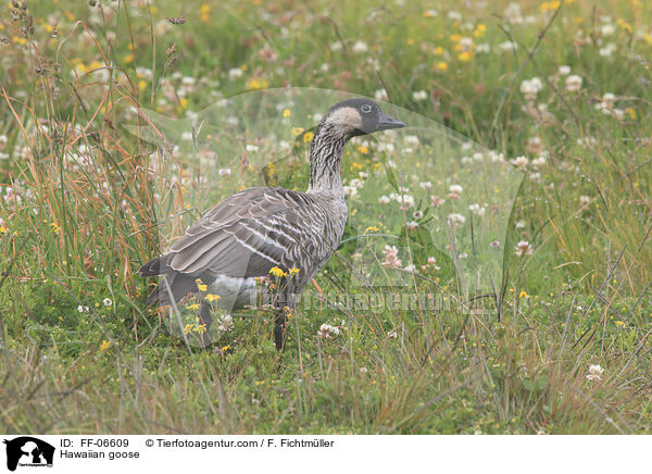 Hawaiian goose / FF-06609
