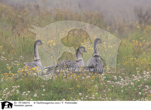 Hawaiian geese / FF-06610