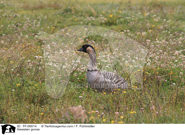 Hawaiian goose / FF-06614