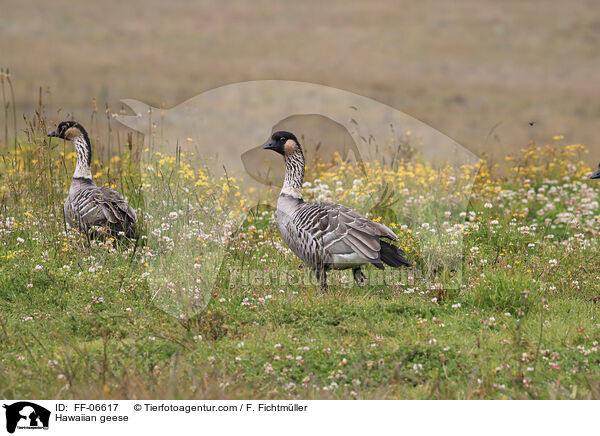 Hawaiian geese / FF-06617