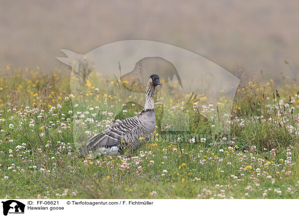 Hawaiian goose / FF-06621
