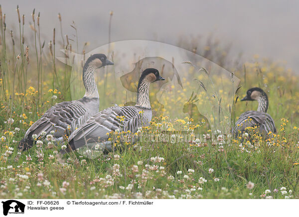 Hawaiian geese / FF-06626