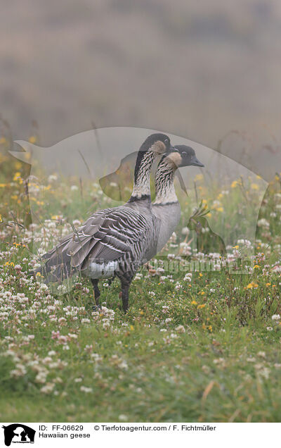 Hawaiian geese / FF-06629