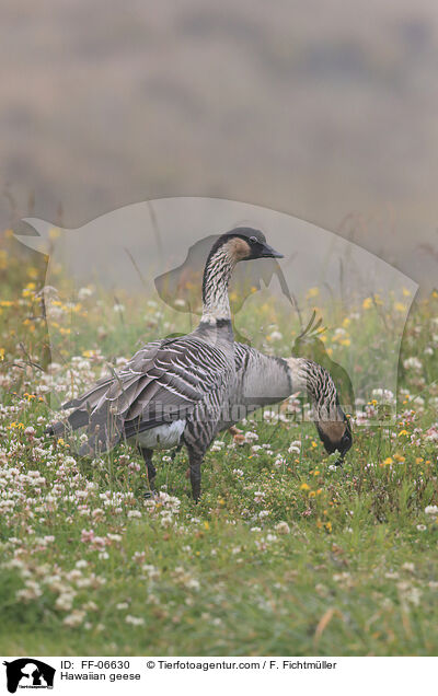 Hawaiian geese / FF-06630