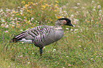 Hawaiian goose
