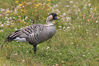 Hawaiian goose
