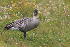Hawaiian goose