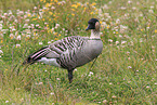 Hawaiian goose