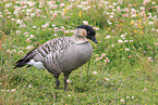 Hawaiian goose
