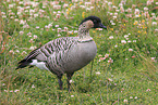 Hawaiian goose