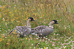 Hawaiian geese