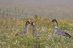 Hawaiian geese