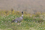 Hawaiian goose