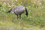 Hawaiian goose