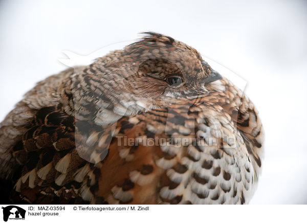 Haselhuhn / hazel grouse / MAZ-03594
