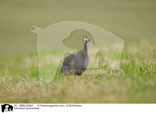 helmeted guineafowl / DMS-02897