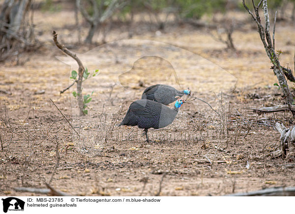 helmeted guineafowls / MBS-23785