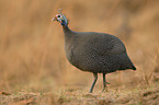 helmeted guineafowl