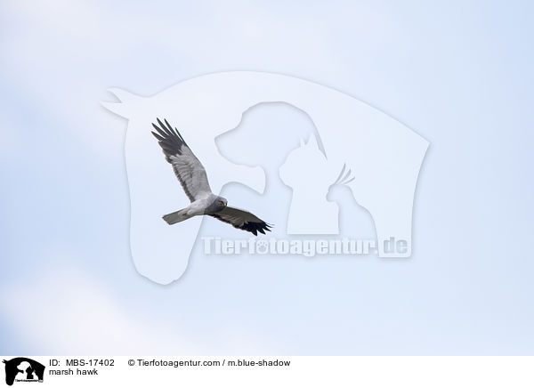 marsh hawk / MBS-17402