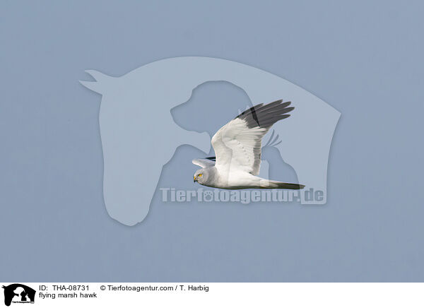 flying marsh hawk / THA-08731