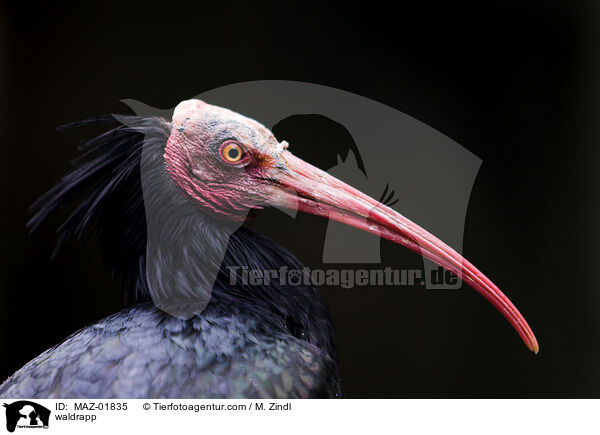 Waldrapp / waldrapp / MAZ-01835