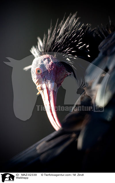 Waldrapp / Waldrapp / MAZ-02339