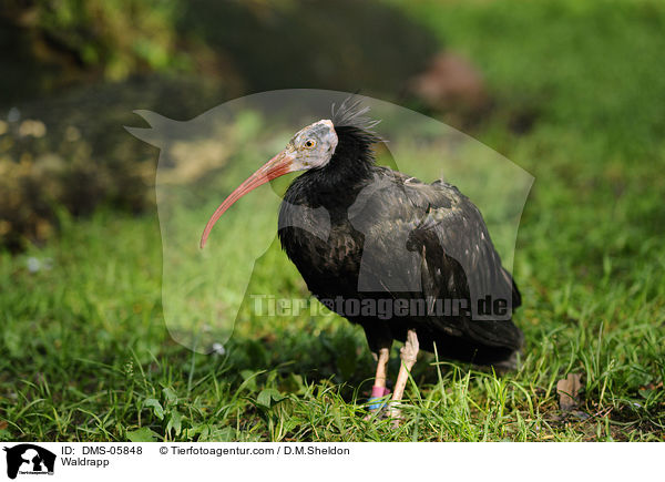 Waldrapp / DMS-05848