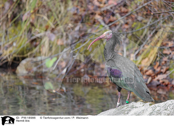 Hermit ibis / PW-18986