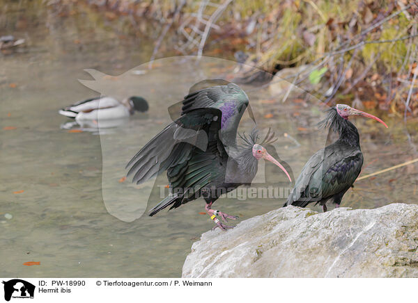 Hermit ibis / PW-18990