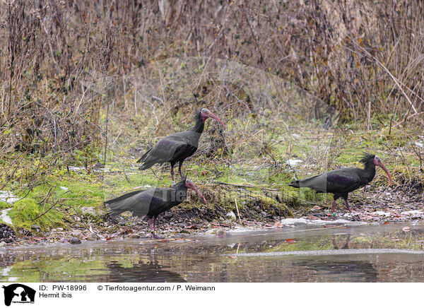 Waldrapp / Hermit ibis / PW-18996