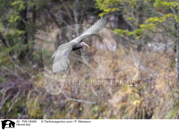 Waldrapp / Hermit ibis / PW-18998