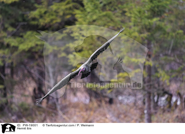 Hermit ibis / PW-19001