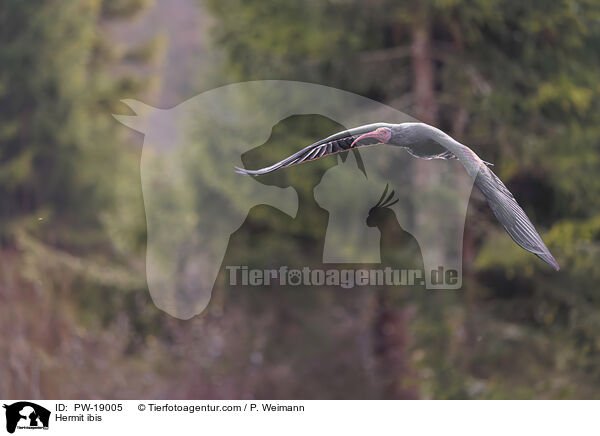 Hermit ibis / PW-19005