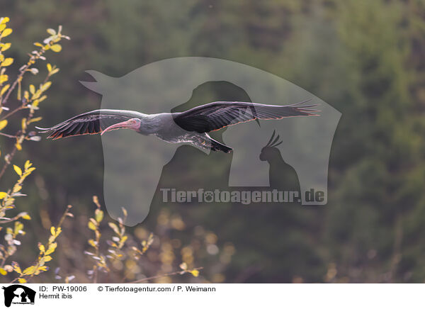 Hermit ibis / PW-19006