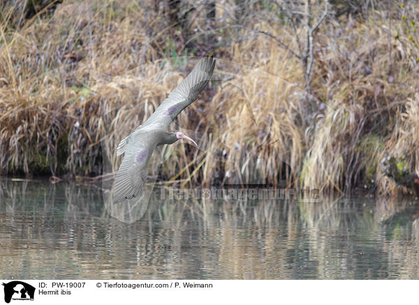 Waldrapp / Hermit ibis / PW-19007