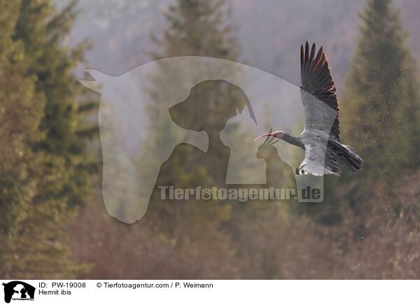 Waldrapp / Hermit ibis / PW-19008