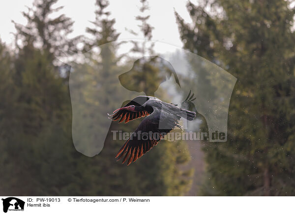 Waldrapp / Hermit ibis / PW-19013
