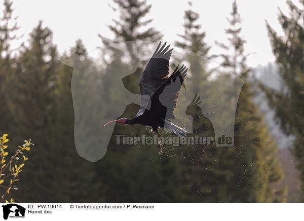 Waldrapp / Hermit ibis / PW-19014