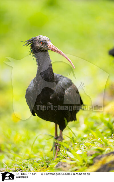 Waldrapp / Waldrapp / DMS-14434
