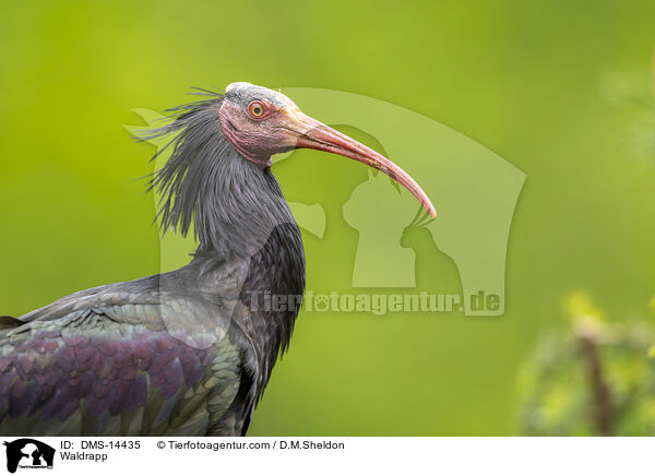 Waldrapp / Waldrapp / DMS-14435
