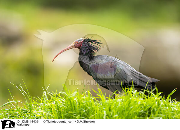 Waldrapp / Waldrapp / DMS-14436