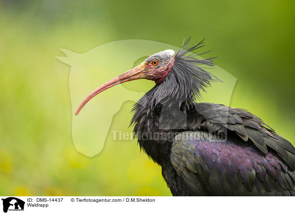 Waldrapp / Waldrapp / DMS-14437