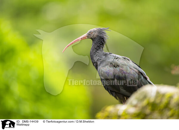 Waldrapp / Waldrapp / DMS-14439