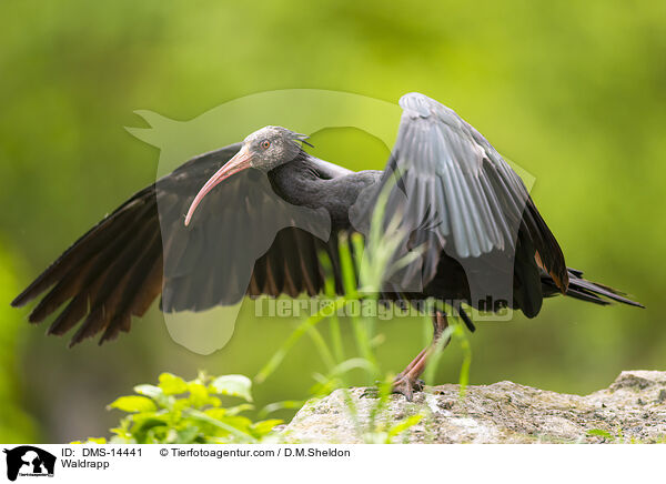 Waldrapp / Waldrapp / DMS-14441