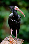 hermit ibis