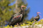 hermit ibises