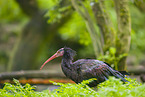 hermit ibis