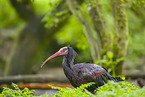 hermit ibis
