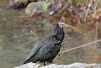 Hermit ibis